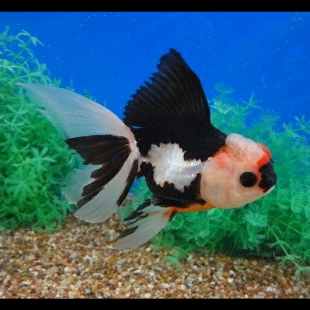 1 Piece ₹800 Panda Tri Color Oranda 3"